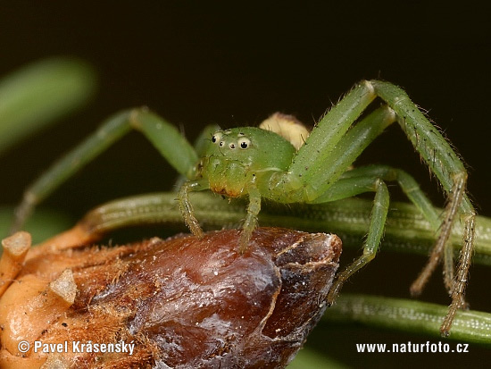 Groene krabspin