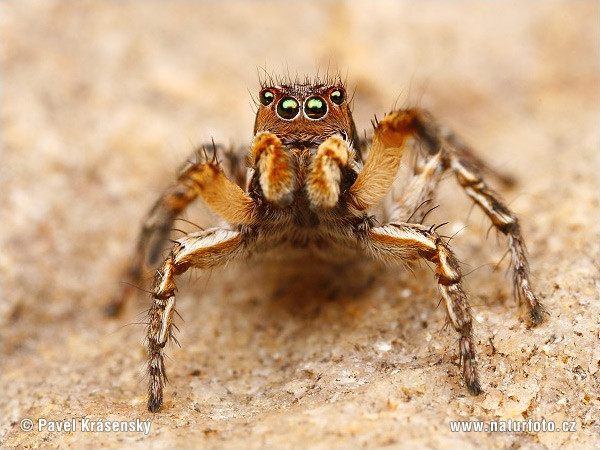 http://www.naturephoto-cz.com/photos/krasensky/jumping-spider-1669.jpg