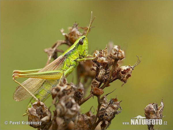 Pictures Of Locust - Free Locust pictures 