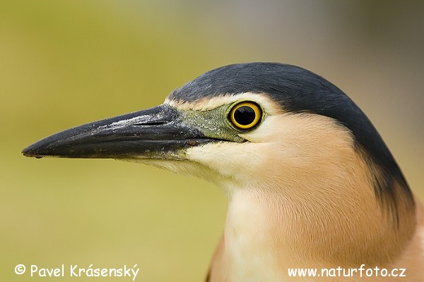 Nycticorax sp.