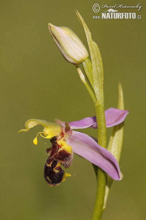 orquídea abeja