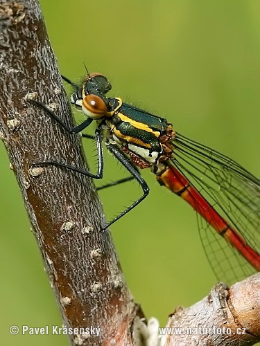 Pyrrhosoma nymphula