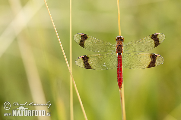 Sympetrum pedemontanum