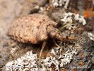 Antlion