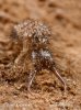 Antlion