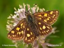 Chequered Skipper