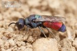 Cuckoo wasp