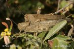 Egyptian Locust