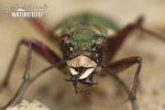 Green Tiger Beetle