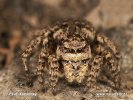 Jumping Spider