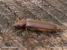 Long-horn Beetle