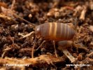 Mrowiszczak mrówkomirek
