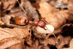 Mrówka amazonka