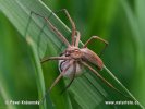 Nursery Web Spiders