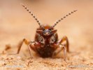 Rove Beetle