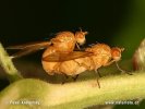 Sapromyza sp. in copula