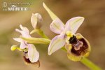 Sawfly Orchid