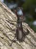 Stag Beetle