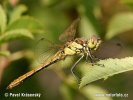 Sympetrum vulgatum