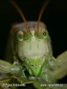 Syngende løvgræshoppe