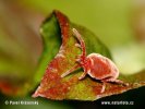 Velvet Mite