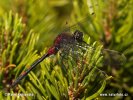 White-faced darfer