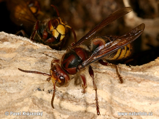 Vespa crabro