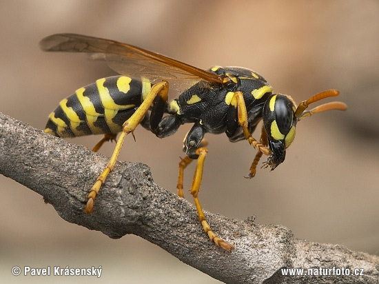 Pictures Of Wasp - Free Wasp pictures 