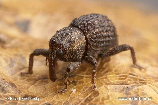 weevil-1547.jpg