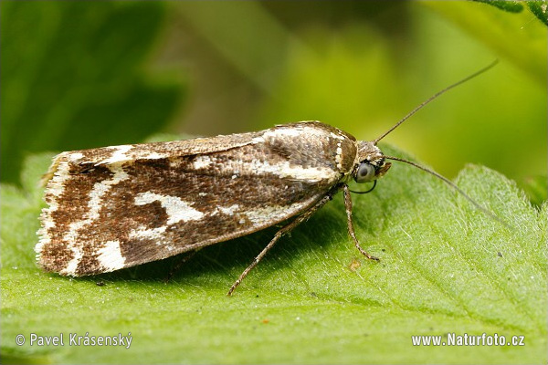 Zebra bagolylepke