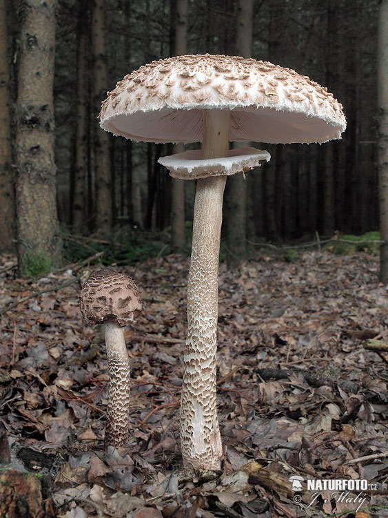 гриб-зонтик большой