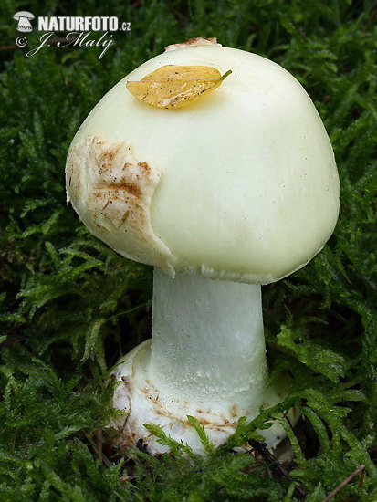 Amanita citrina