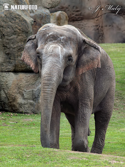 Azia elefanto