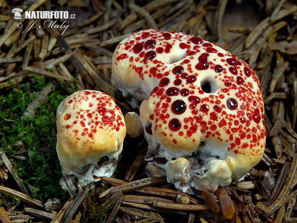 Bloody Tooth Fungus