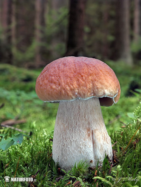 Boletus edulis