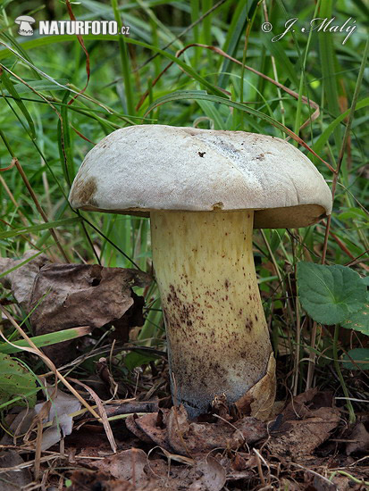 Boletus radicans