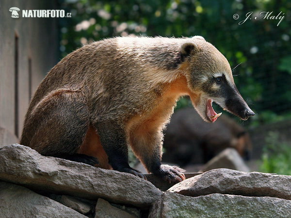 Coatí de cola anillada