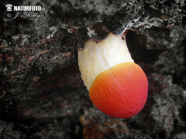 drobnołuszczak pomarańczowoczerwony