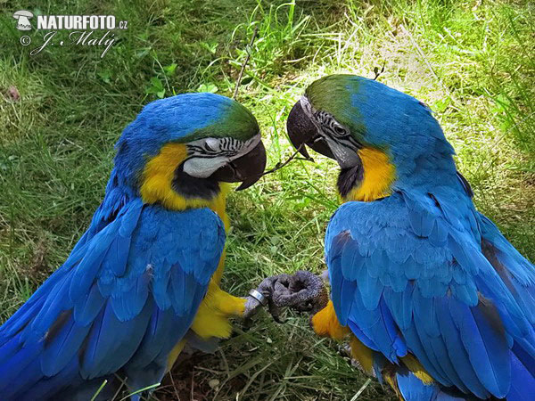 Guacamayo azulamarillo