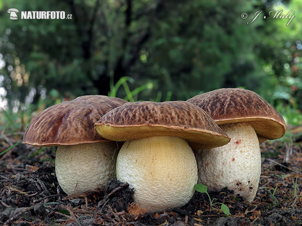 Hemileccinum depilatum