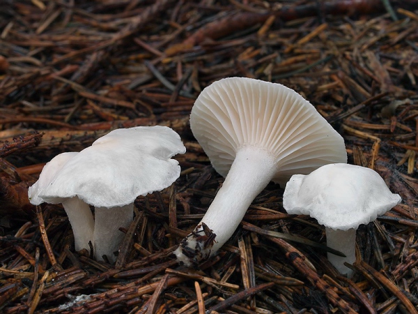 Hygrophorus piceae - Woodwax Mushroom (Hygrophorus piceae)