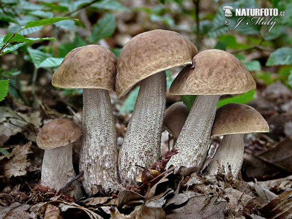 Leccinum pseudoscabrum