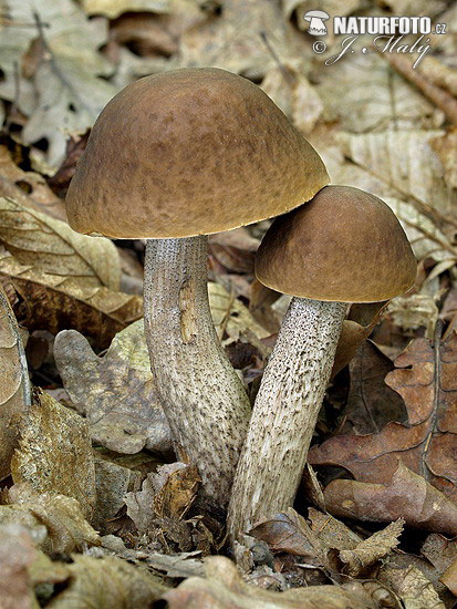 Leccinum pseudoscabrum