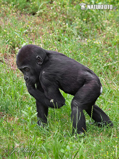 Lygumų gorila