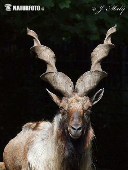 Markhor