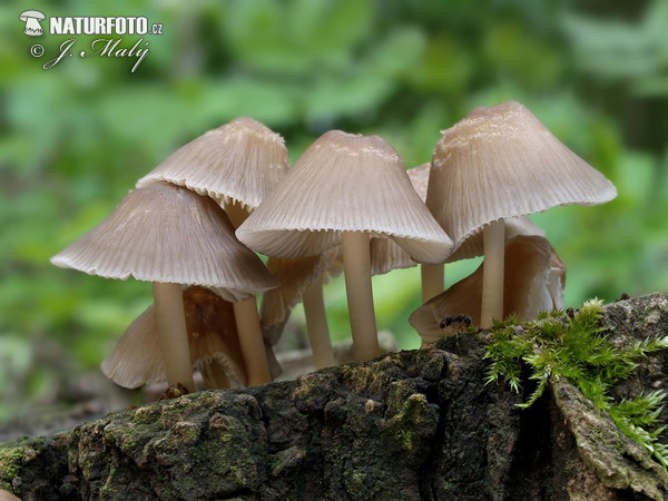 Mycena galericulata