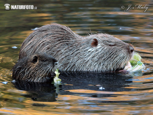 Myocastor coypus