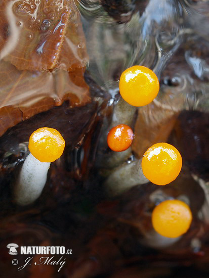 narančasta nitoglavka