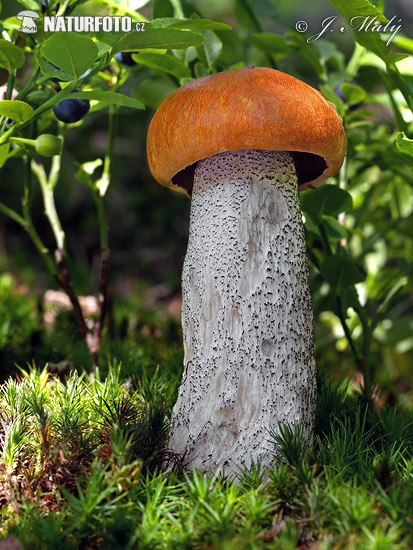 Orange Birch Bolete