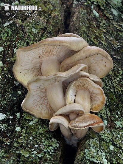 Ossicaulis lignatilis